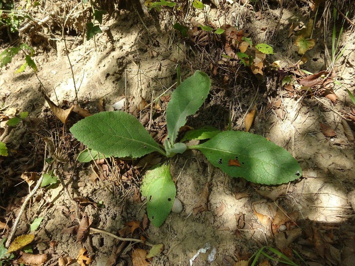 Verbascum thapsus subsp. thapsus (Scrophulariaceae)
